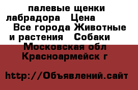 палевые щенки лабрадора › Цена ­ 30 000 - Все города Животные и растения » Собаки   . Московская обл.,Красноармейск г.